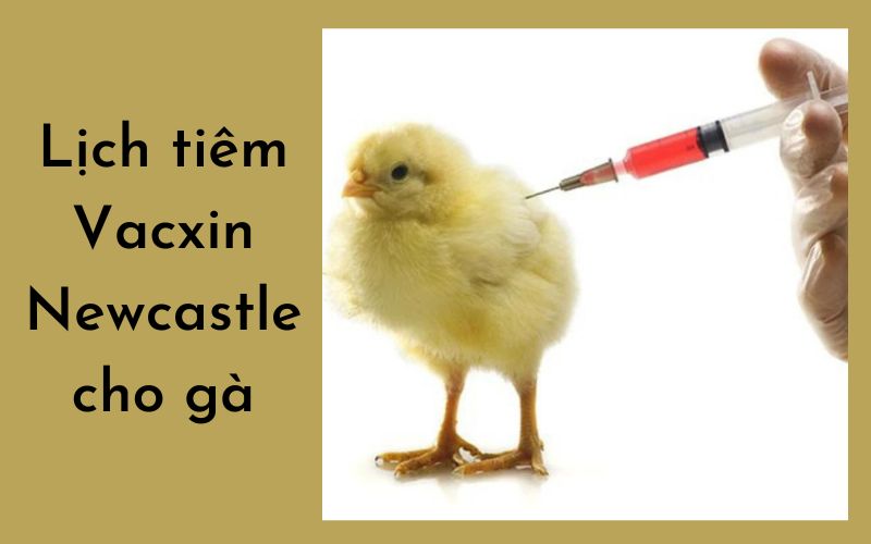Lịch tiêm Vacxin Newcastle cho gà