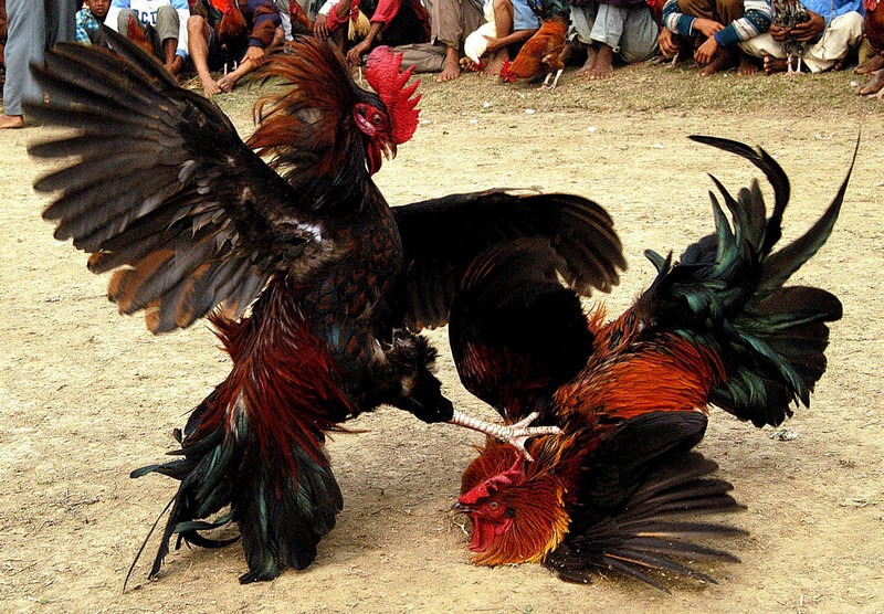 Đá gà Peru ở Việt Nam